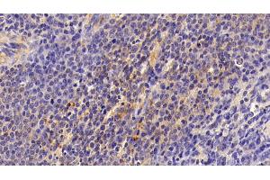 Detection of FAS in Porcine Spleen Tissue using Polyclonal Antibody to Factor Related Apoptosis (FAS) (FAS antibody)