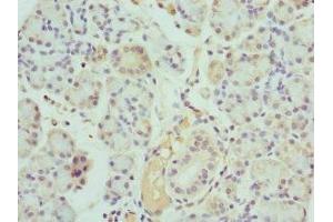 Immunohistochemistry of paraffin-embedded human pancreatic tissue using ABIN7157199 at dilution of 1:100 (Kallikrein 10 antibody  (AA 35-276))