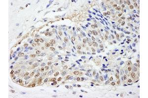 Immunohistochemistry (IHC) image for anti-FK506 Binding Protein 4, 59kDa (FKBP4) (AA 1-50) antibody (ABIN7448967)