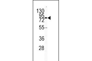 Western blot analysis of CD31 antibody (C-term) (ABIN391674 and ABIN2841585) in HL60 cell line lysates (35 μg/lane). (CD31 antibody  (C-Term))