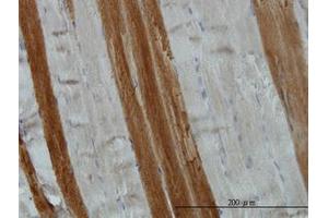 Image no. 1 for anti-Target of Myb 1 (TOM1) (AA 394-492) antibody (ABIN599110) (TOM1 antibody  (AA 394-492))