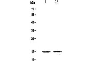 Western blot analysis of Galectin 10 using anti-Galectin 10 antibody . (Galectin 10 antibody  (AA 2-142))