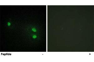 Immunofluorescence analysis of HeLa cells, using HIST1H2BH polyclonal antibody . (HIST1H2BH antibody)