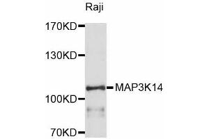 Western blot analysis of extracts of Raji cells, using MAP3K14 antibody (ABIN5998174) at 1/1000 dilution. (MAP3K14 antibody)