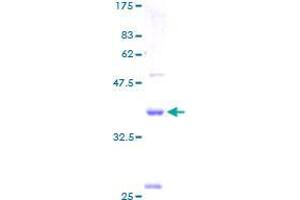 Claudin 15 Protein (CLDN15) (AA 1-128) (GST tag)