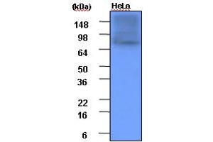 Western blot analysis: Cell lysates of HeLa(each 20ug) were resolved by SDS-PAGE, transferred to PVDF membrane and probed with anti-human Hsp90 (1:1000). (HSP90 antibody)