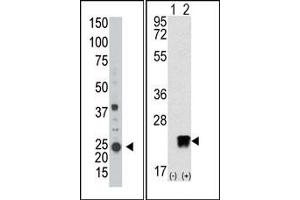 Image no. 1 for anti-ADP-Ribosylation Factor-Like 3 (ARL3) (C-Term) antibody (ABIN357652)