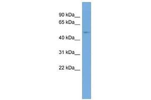 TRMT6 antibody used at 0. (TRMT6 antibody  (Middle Region))