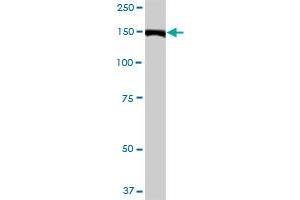 ZCCHC6 MaxPab polyclonal antibody. (ZCCHC6 antibody  (AA 1-412))