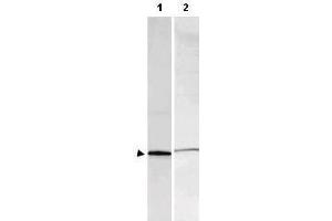 Western blot using  Affinity Purified anti-S-100 antibody shows detection of a band ~11 kDa corresponding to bovine S-100 monomer (100 ng loaded, arrowhead lane 1). (S100A1 antibody)