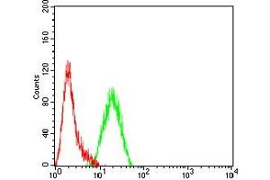 Flow cytometric analysis of THP-1 cells using CEACAM3 mouse mAb (green) and negative control (red). (CEACAM3 antibody  (AA 35-155))