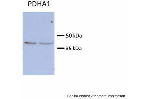 Sample type:Huh7 HepG2 (50ug)Primary Antibody Dilution: 1:500Image Submitted by: Partha KasturiUniversity of Kansas Medical Center (PDHA1 antibody  (C-Term))