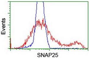 HEK293T cells transfected with either RC202068 overexpress plasmid (Red) or empty vector control plasmid (Blue) were immunostained by anti-SNAP25 antibody (ABIN2454623), and then analyzed by flow cytometry. (SNAP25 antibody)