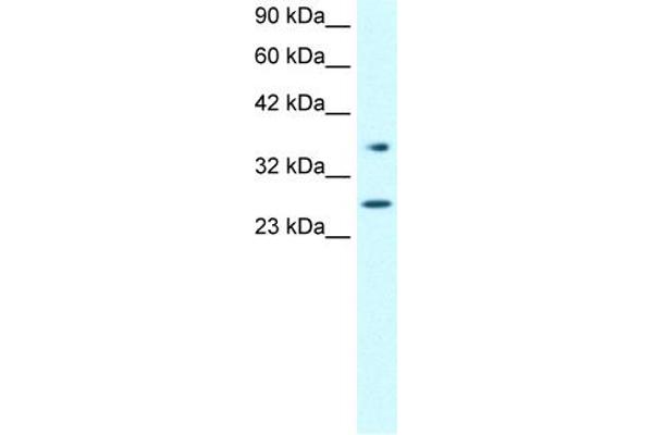 FOXA3 antibody  (Middle Region)