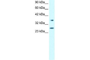 WB Suggested Anti-FOXA3 Antibody Titration:  0. (FOXA3 antibody  (Middle Region))
