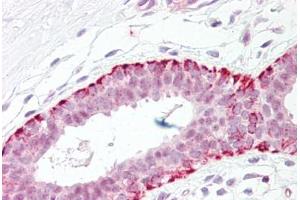 Anti-FADD antibody IHC staining of human breast. (FADD antibody  (AA 159-208))