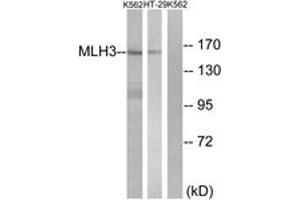 Western blot analysis of extracts from K562/HT-29 cells, using MLH3 Antibody. (MLH3 antibody  (AA 521-570))