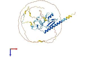 MBD2 Protein (AA 1-411) (His tag)