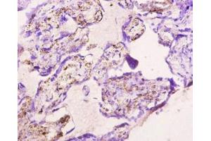 Immunohistochemistry of paraffin-embedded human placenta tissue using ABIN7139729 at dilution of 1:10 (Apelin antibody)