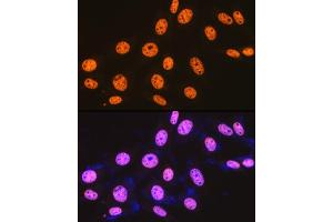 Immunofluorescence analysis of NIH-3T3 cells using SFPQ Rabbit mAb (ABIN7270547) at dilution of 1:100 (40x lens). (SFPQ antibody)