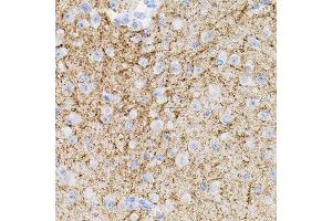 Immunohistochemistry of paraffin-embedded mouse brain using NTF3 antibody. (Neurotrophin 3 antibody  (AA 19-257))