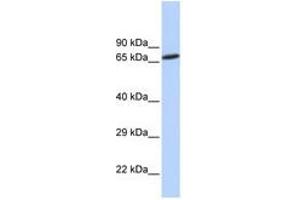 Image no. 1 for anti-Zinc Finger Protein 571 (ZNF571) (AA 144-193) antibody (ABIN6740449) (ZNF571 antibody  (AA 144-193))