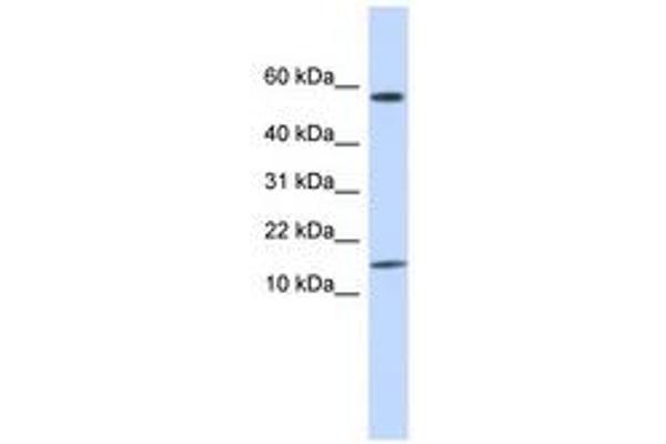 KRTAP11-1 anticorps  (N-Term)
