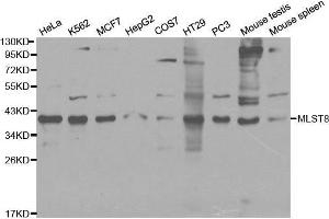 Western blot analysis of extracts of various cell lines, using MLST8 antibody. (GBL antibody  (AA 1-326))