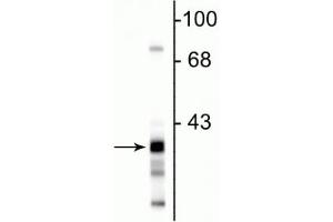 Western blot of rat hippocampal lysate showing the specific immunolabeling of ~38 kDa GAPDH protein. (GAPDHS antibody)