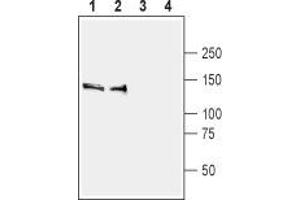 Western blot analysis of rat (lanes 1 and 3) and mouse (lanes 2 and 4) brain membranes:  - 1,2 Anti-SynGAP Antibody (ABIN7043789, ABIN7045176 and ABIN7045177), (1:400). (SYNGAP1 antibody  (C-Term))