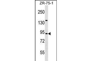 TRAF3IP1 Antibody (Center) (ABIN1538390 and ABIN2849385) western blot analysis in ZR-75-1 cell line lysates (35 μg/lane). (TRAF3IP1 antibody  (AA 396-423))