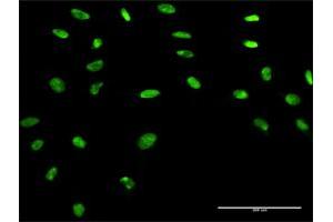 Immunofluorescence (IF) image for anti-Apurinic/Apyrimidinic Endonuclease 1 (APEX1) (AA 1-318) antibody (ABIN947565)