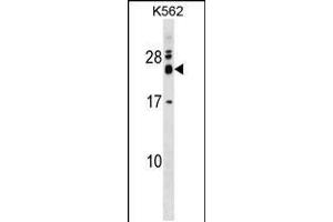 Western blot analysis in K562 cell line lysates (35ug/lane). (REXO2 antibody  (AA 129-157))