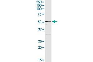 ALDH3B1 antibody  (AA 1-431)