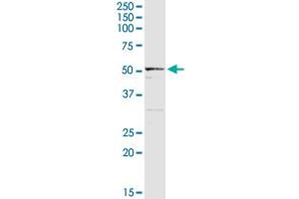 ALDH3B1 antibody  (AA 1-431)