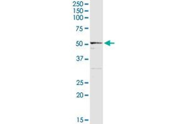 ALDH3B1 antibody  (AA 1-431)