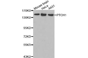 Western blot analysis of extracts of various cell lines, using PTCH1 antibody. (Patched 1 antibody)