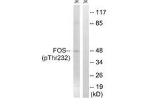 Western blot analysis of extracts from Jurkat cells treated with EGF 200ng/ml 5', using FOS (Phospho-Thr232) Antibody. (c-FOS antibody  (pThr232))