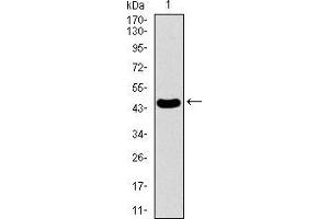 Western blot analysis using PDE1B mAb against human PDE1B recombinant protein. (PDE1B antibody  (AA 370-536))