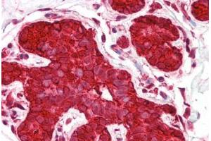 Anti-HSP90AA1 / Hsp90 antibody IHC staining of human breast. (HSP90AA1 antibody  (AA 683-732))