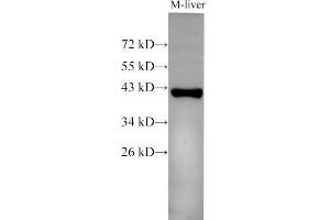 Western Blot analysis of Mouse liver using EpCAM Polyclonal Antibody at dilution of 1:500 (EpCAM antibody)