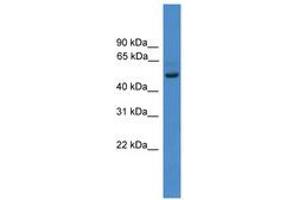 Image no. 1 for anti-Zinc Finger Protein 277 (ZNF277) (N-Term) antibody (ABIN6745449) (ZNF277 antibody  (N-Term))