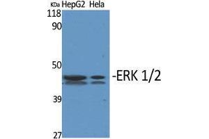 Western Blot (WB) analysis of specific cells using ERK 1/2 Polyclonal Antibody. (ERK1/2 antibody  (Ser1106))