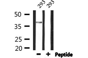 Western blot analysis of extracts from 293, using GDF15 Antibody. (GDF15 antibody  (N-Term))