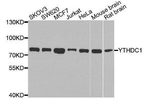 Western blot analysis of extracts of various cell lines, using YTHDC1 antibody.