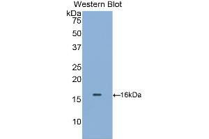 Figure. (CD5L antibody  (Biotin))