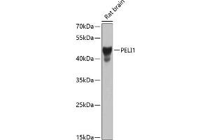 Western blot analysis of extracts of rat brain, using PELI1 antibody (ABIN6132546, ABIN6145436, ABIN6145437 and ABIN6224259) at 1:1000 dilution.