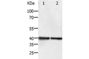 Western Blot analysis of Hela and Jurkat cell using PDX1 Polyclonal Antibody at dilution of 1:450