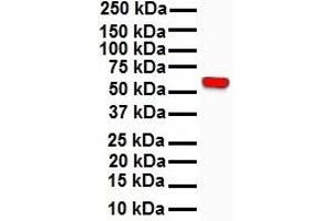 RIPK3 antibody  (N-Term)