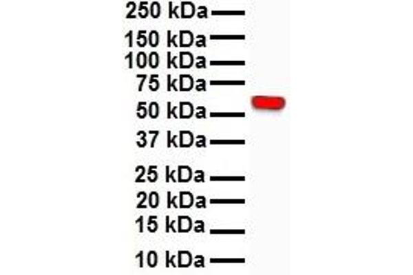 RIPK3 antibody  (N-Term)